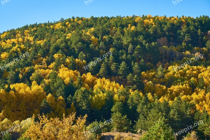 Autumn Forest Yellow Nature Beautiful