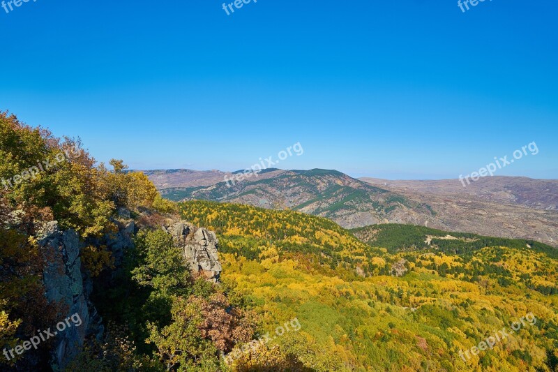 Autumn Forest Yellow Nature Beautiful