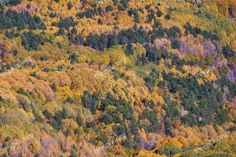 Autumn Forest Yellow Nature Beautiful