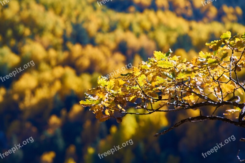 Autumn Forest Yellow Nature Beautiful