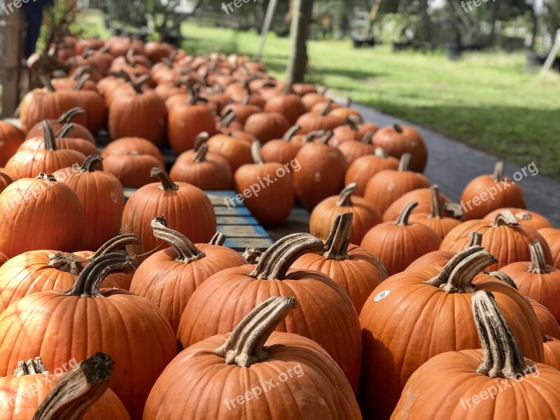 Pumpkin Patch Pumpkin Autumn Fall Harvest