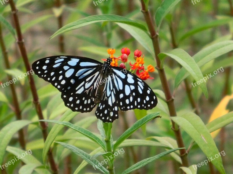 Butterfly Adopt Honey Beautiful Port Pattern Taiwan