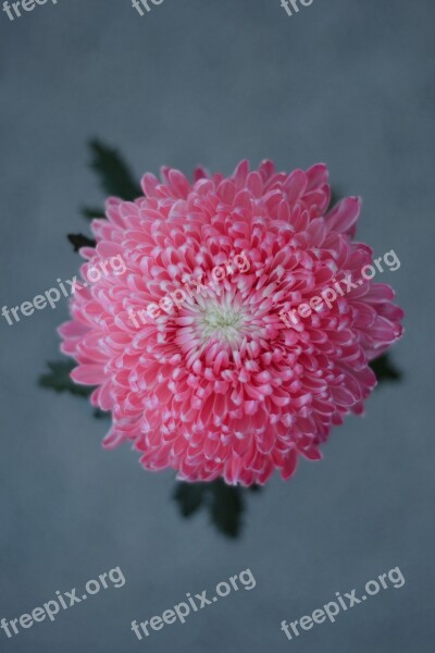 Chrysanthemum Flower Cosmos Powder Free Photos