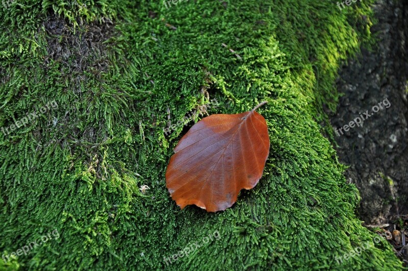 Leaf Moss Macro Closeup Green