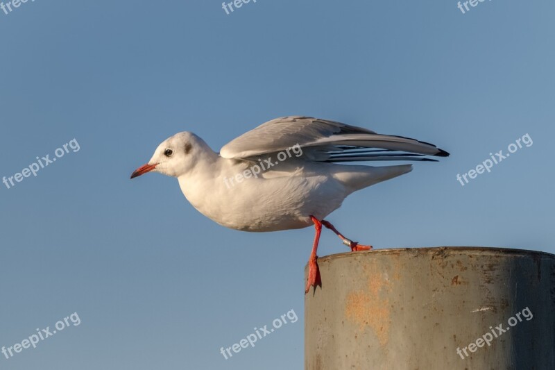 Gull Lake Constance Birds Natural Beauty Flying