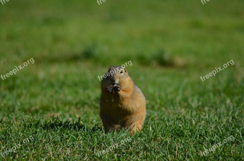 Summer Grass Portrait View Animal