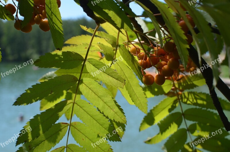 Nature Rowan Bright Lake Sun