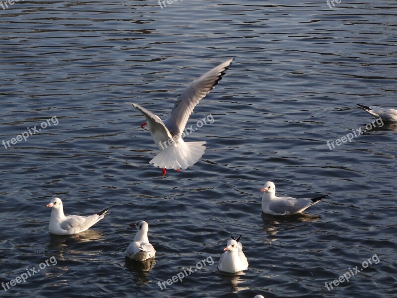 Birds The Seagulls Sea Birds Water Birds Flying Birds