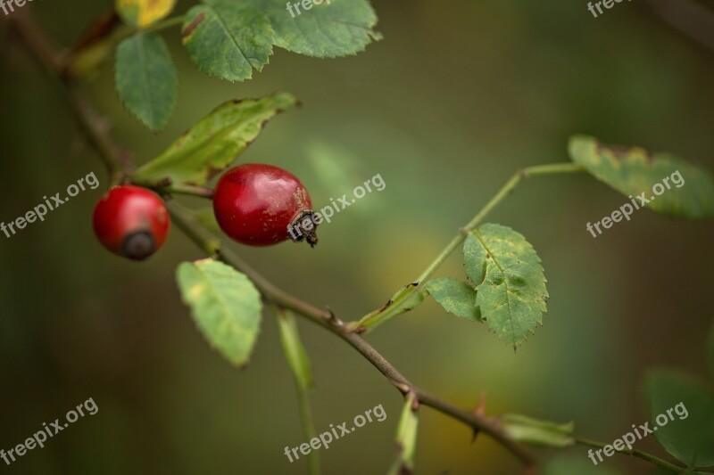 Rose Hip Macro Nature Red Green