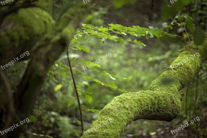 Nature Forest Forests Trees Green