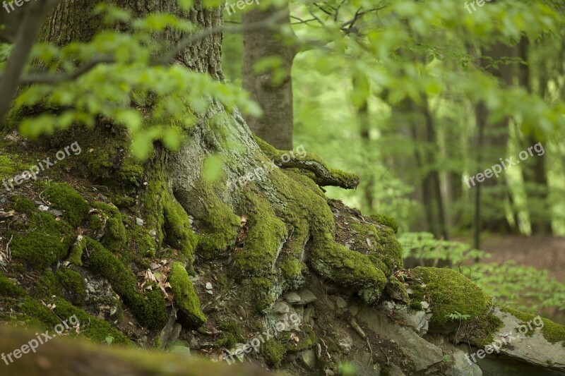 Nature Forest Forests Green Trees