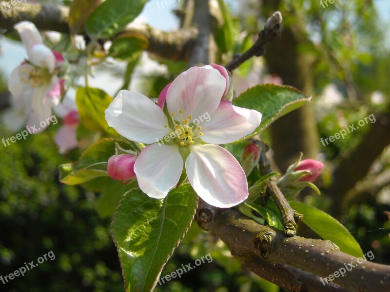 Apple Blossom Apple Tree Spring Apple Tree Flowers Tree