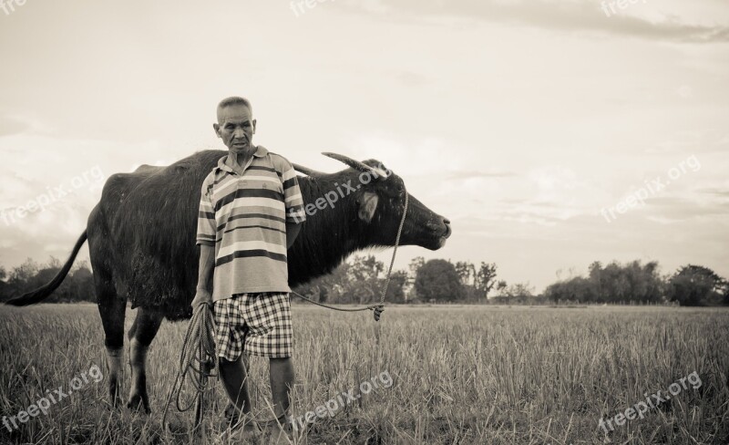 Farmer Field Carabao Agriculture Nature