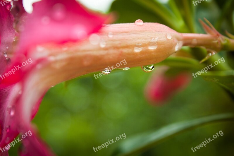 Flower Dew Nature Gardening Flower Background