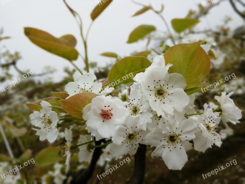 Pear Hd Wallpaper Free Photos