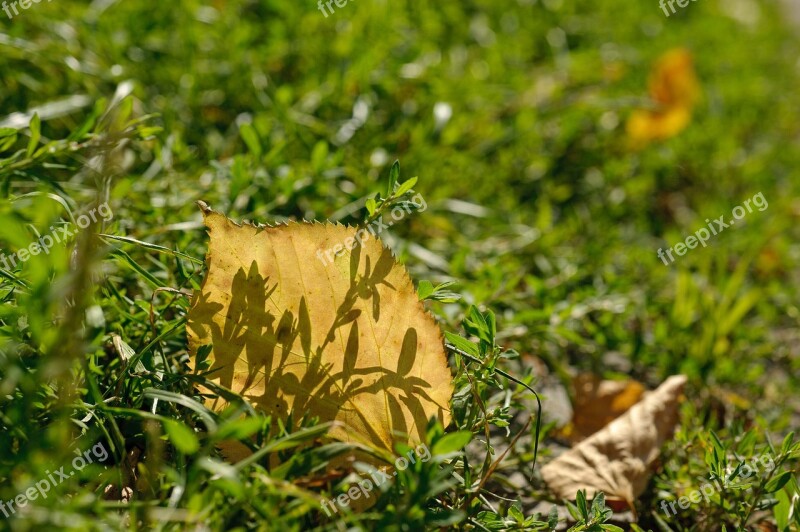 Autumn Closeup Yellow Leaf Shadow Loneliness