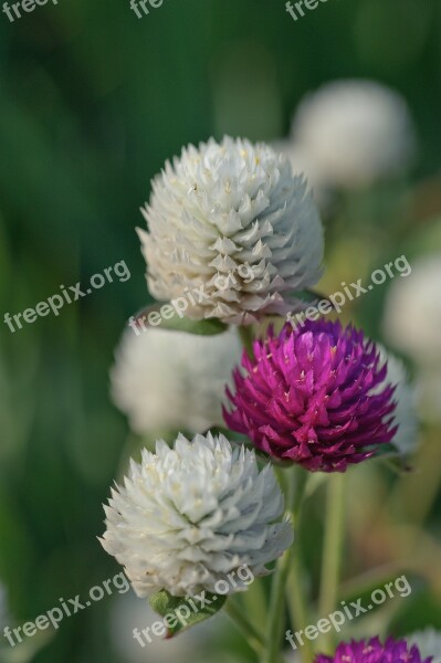 Closeup Decorative Clover Summer Garden Beautiful Flowers