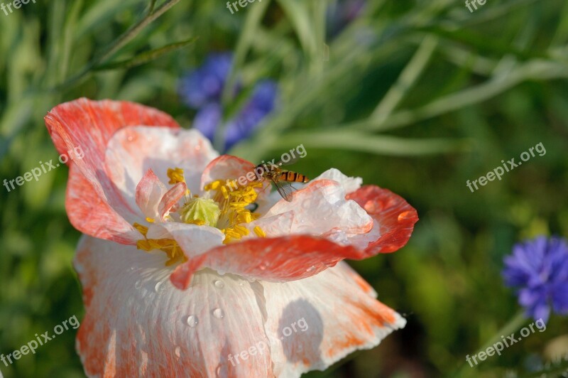 Flower Fly Nature Summer Plant Flowers