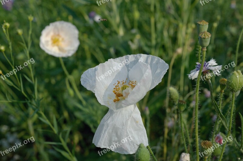 Closeup White Poppy White Flowers Free Photos