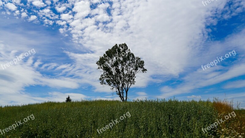 Tree Field Village Nature Plants