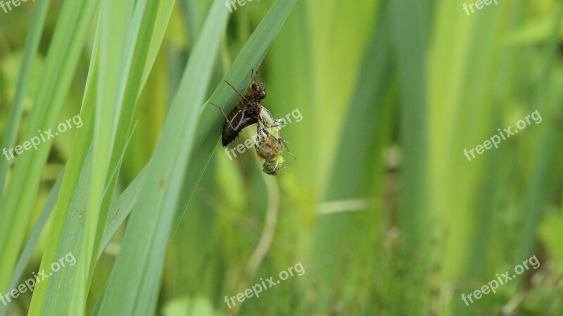 Dragonfly Close Up Garden Pond Larva Birth