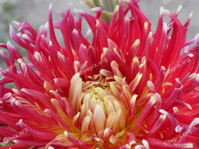 Dahlia Red Dahlia Flower Botanical Garden Closeup