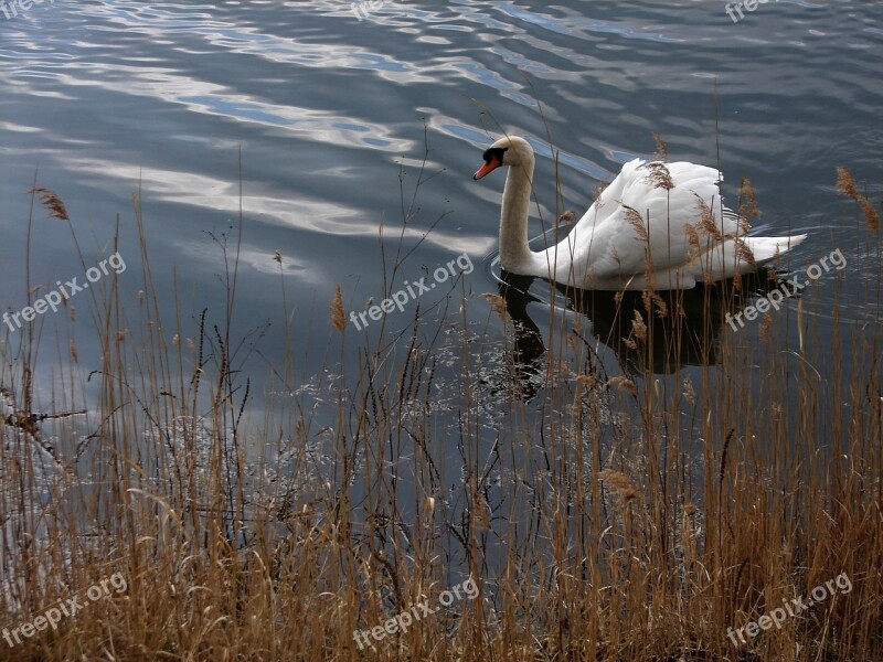 Swan Water Lake Grass Nature