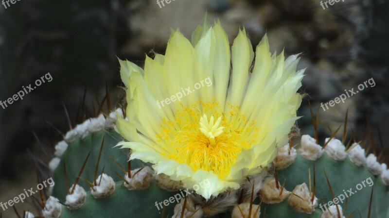 Cactus Flower Cactus Fairy Flower Yellow Flower Fairy Fruit