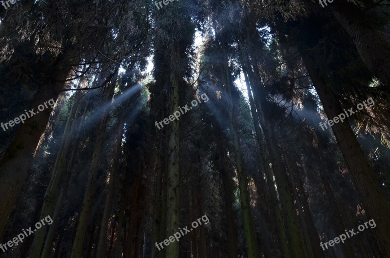 Tree Forest Plant Pine Tree Pine Forest