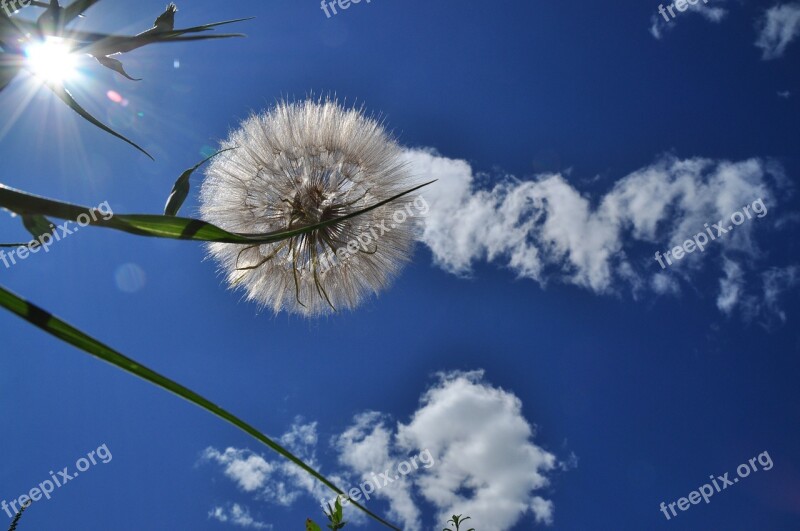 Sky Cloud Plant Dandelion Blue