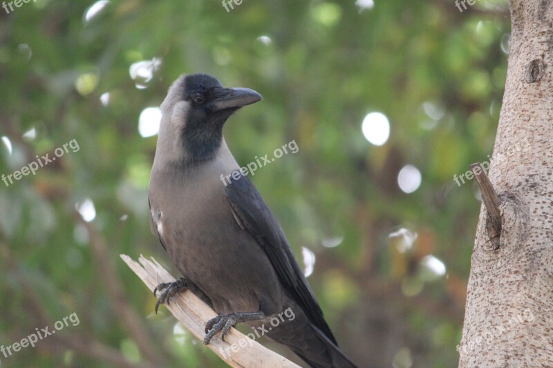 Crow Bird Aves Branch Tree