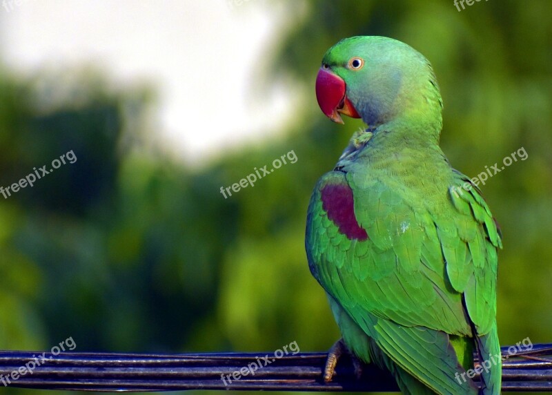 Parrot Bird Green Red Beak Parakeet