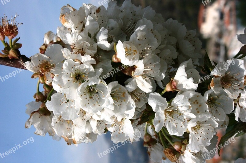 Almond Tree Flowers White Flowers Almond Tree White Flowers Flower