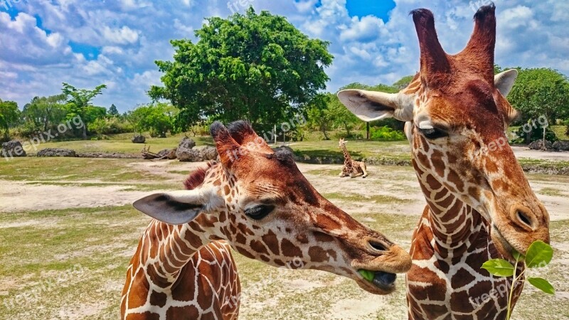 Zoo Giraffe Animal Giraffe Head Wild Animal