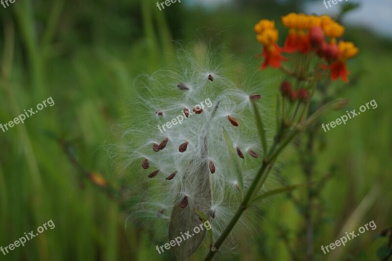 Seeds Cotton Cotton Tree Seeds Plant Fluffy