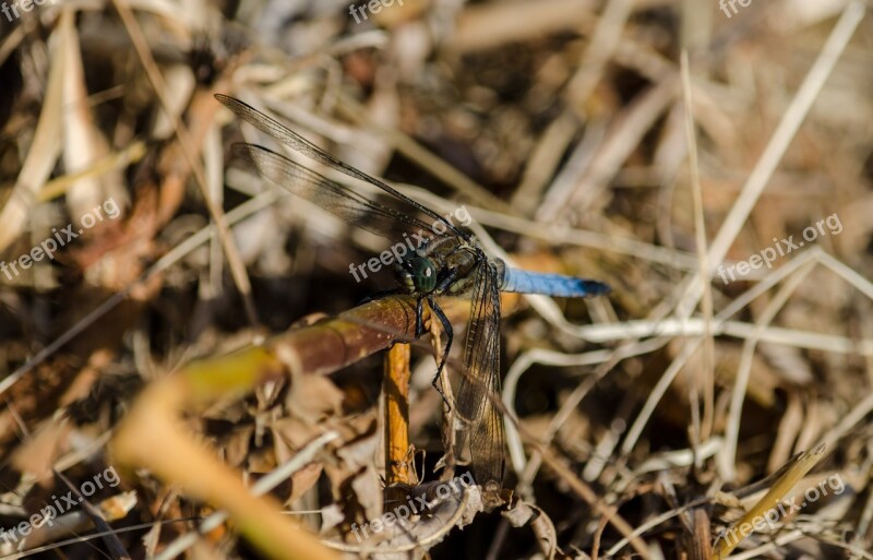 Dragonfly Large Insect Animals Great Blaupfeil