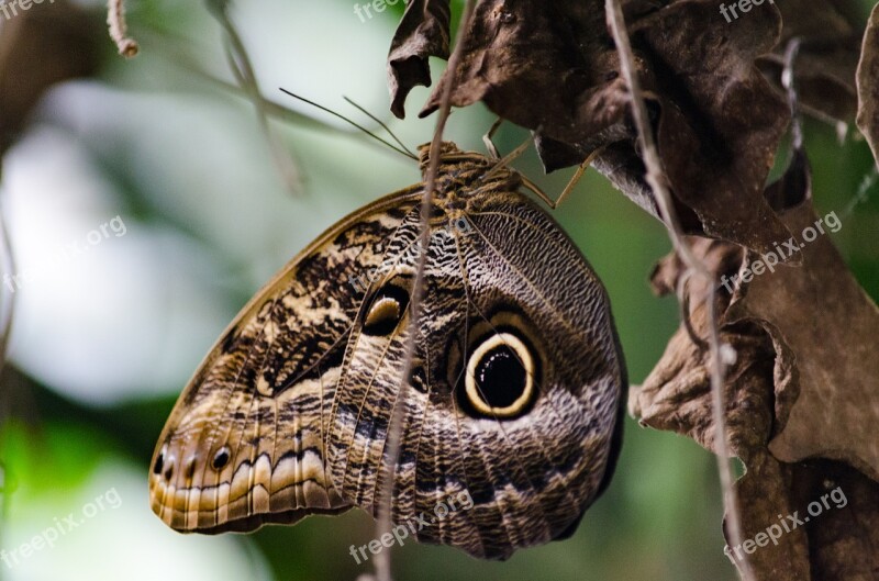 Butterfly Nature Insect Animal Close Up