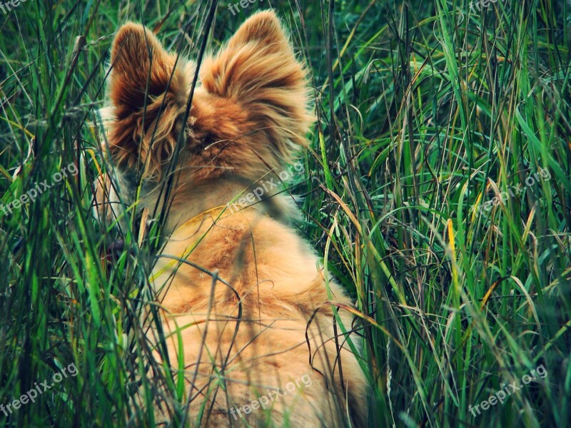 Dog Redhead Ears Shaggy Grass