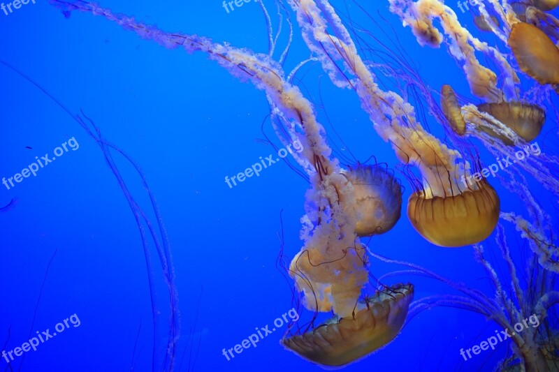 Jellyfish Ocean Blue Water Aquarium