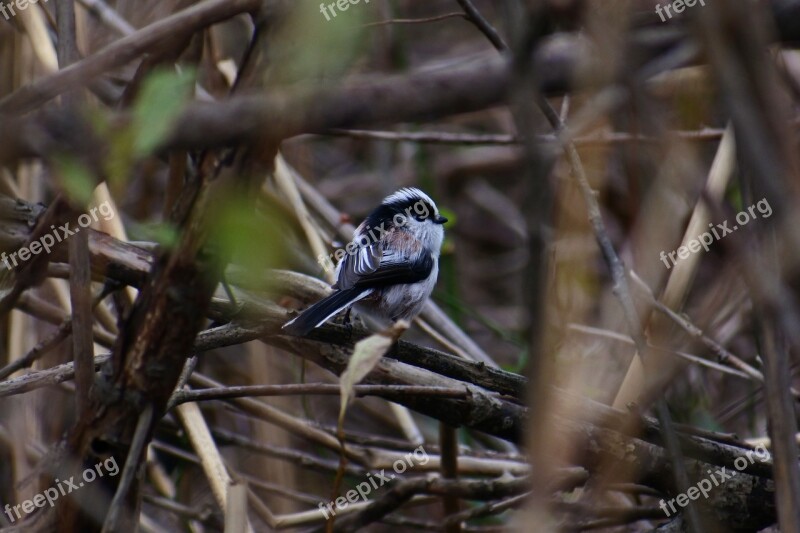 Animal Forest Wood Twigs Bird