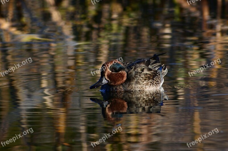 Animal Lake Waterside Waterweed Reflection