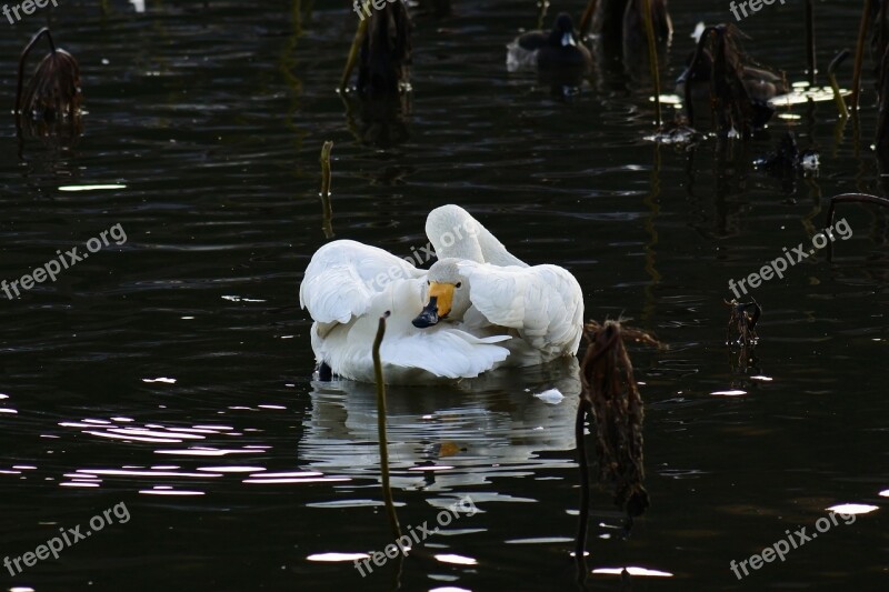 Animal Lake Waterside Bird Wild Birds