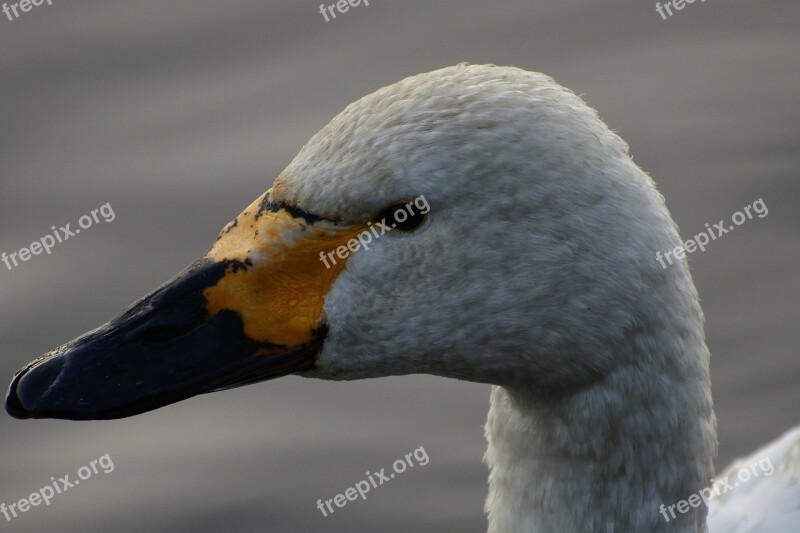 Animal Lake Waterside Bird Wild Birds