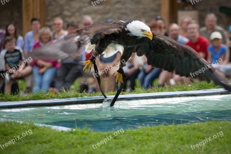 Bald Eagles Adler Raptor Bird Of Prey Bird