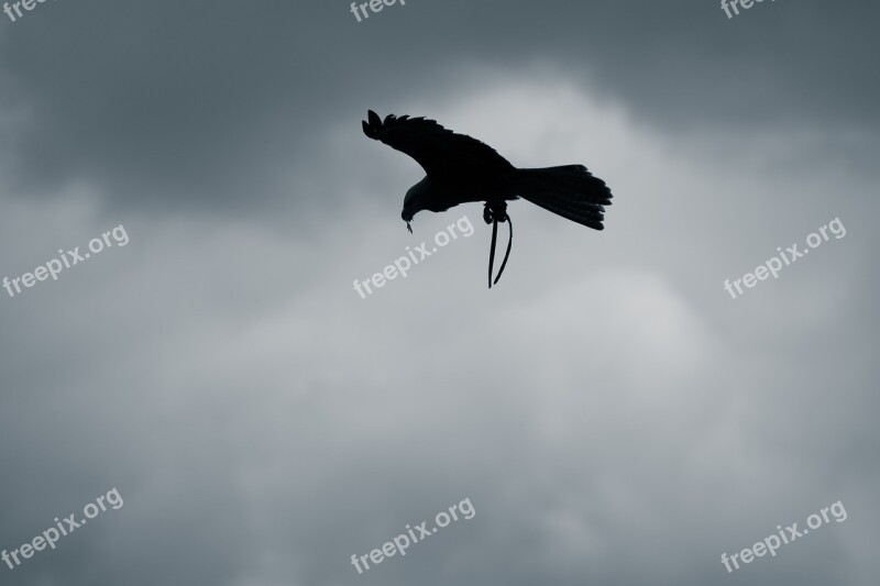 Raptor Sky Gloomy Peace Dove Flying