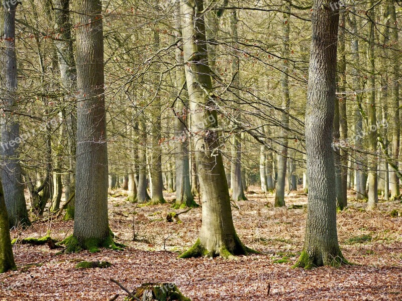 Winter Forest Mixed Forest Oak Book Forest Floor