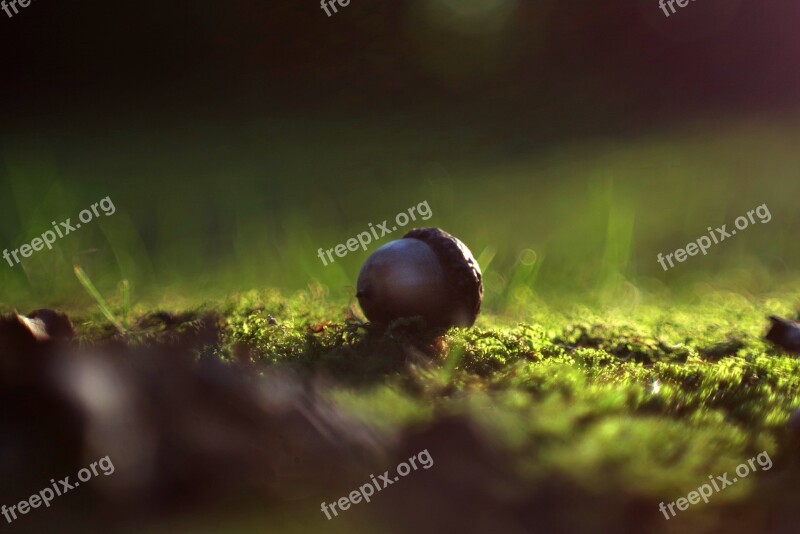 Acorn Forest Light Polyana Moss