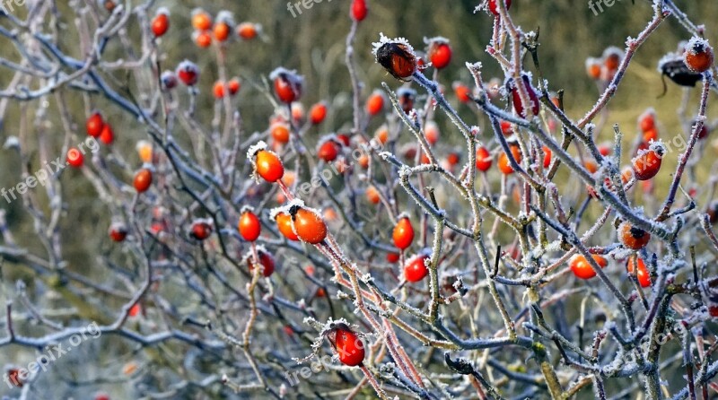 Berries Red Wild Fruits Wild Red Fruit