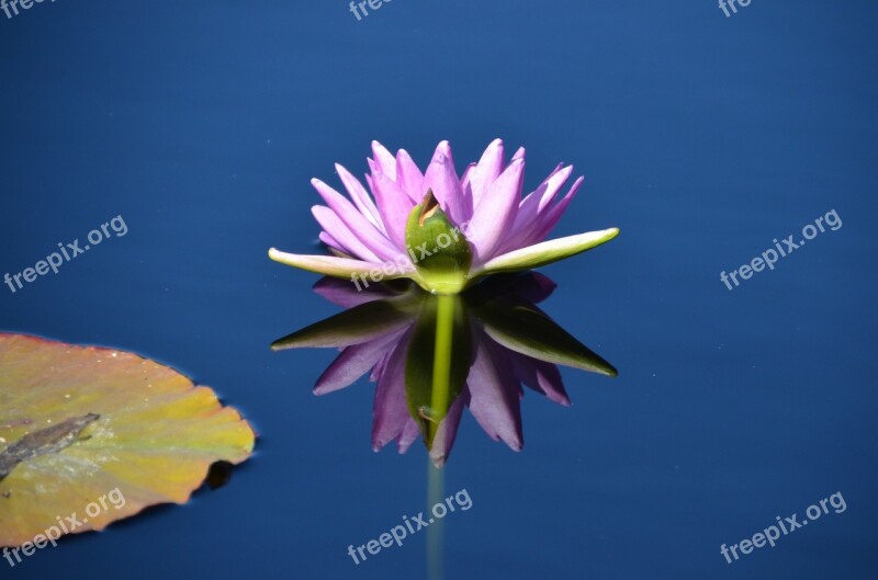 Lily Pad Water Water Lily Flower Garden