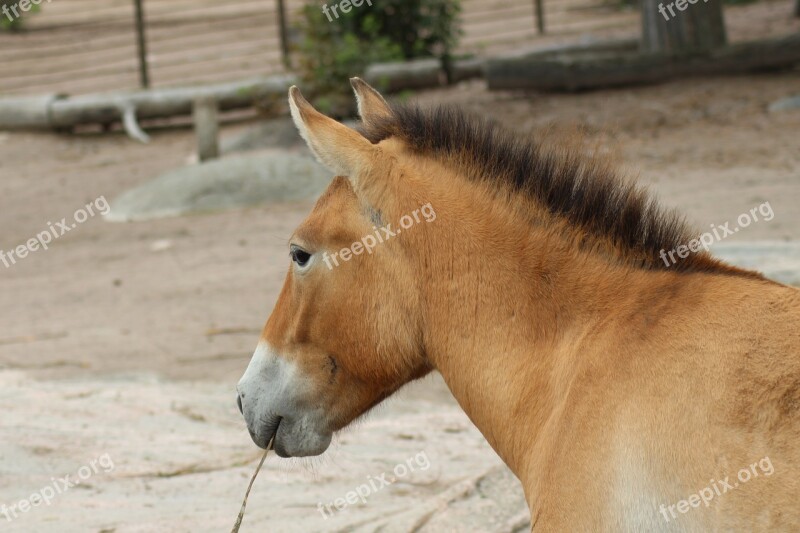 Horse Zoo Korkesaari Przewalski Wild Horse